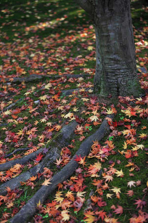 Maple leaves