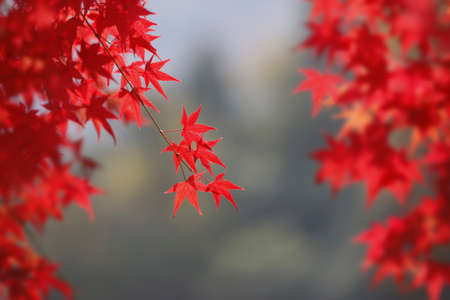 Arashiyama Momiji