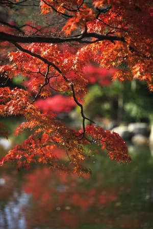 Autumn colors Kyoto