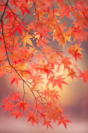 Autumn leaves