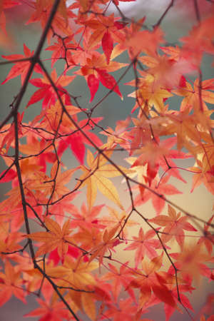 Autumn leaves