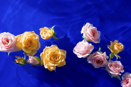 Roses floating in waterの写真素材