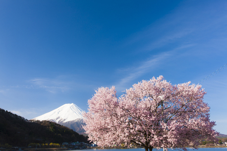 Mt. Fuji and Lake Kawaguchi cherryの写真素材