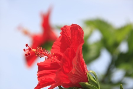 Hibiscusの写真素材