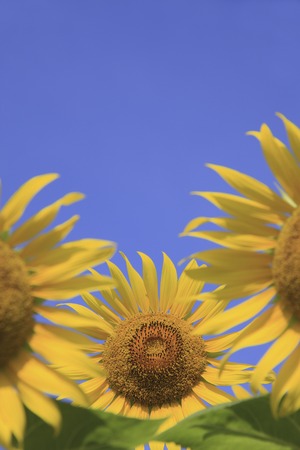 Sunflowerの写真素材