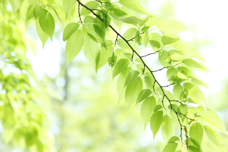Leaf of the fresh greenの写真素材