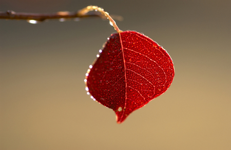 It leaves shining in the rainの写真素材