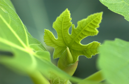 Shoots of figの写真素材