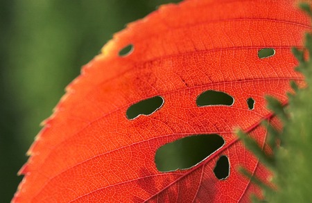 Fallen leaves of faceの写真素材