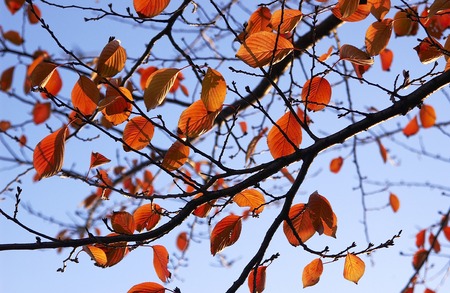 Autumn leaves