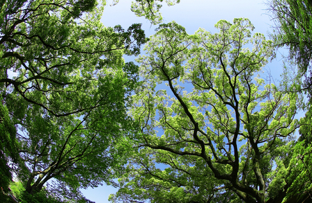 Fresh green treesの写真素材