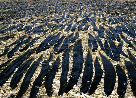 Rishiri kelpの写真素材