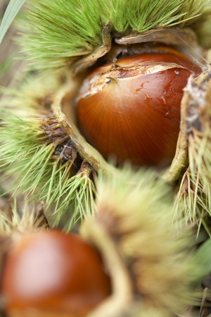 Igaguriの写真素材