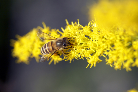 Honey beesの写真素材