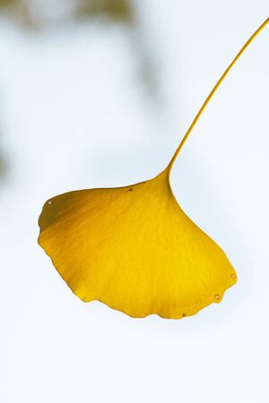 Ginkgo biloba leafの写真素材