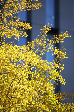 Osaka Midosujiの写真素材