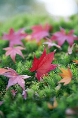 Mapleの写真素材