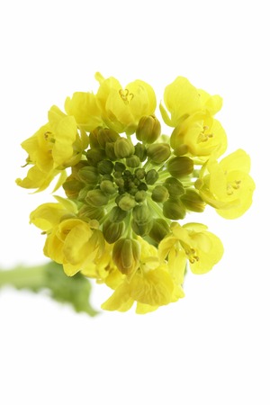 Rape blossomsの写真素材