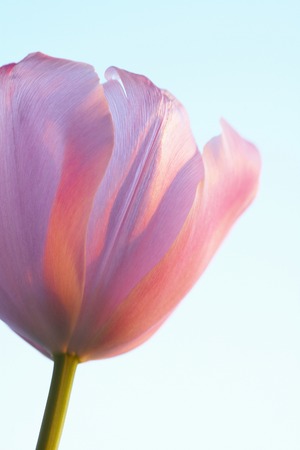 Tulips that are illuminated to Asahiの写真素材