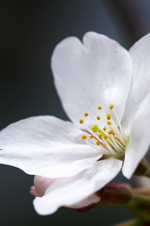 Cherry blossom petalsの写真素材