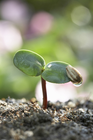 Germination of sunflowerの写真素材