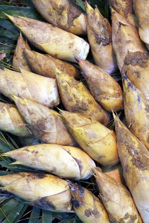 Bamboo shootsの写真素材