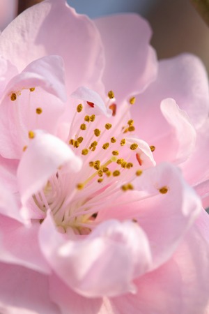 HanaMomoの写真素材