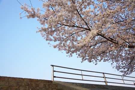 Cherry bloom on the road along the banksの写真素材