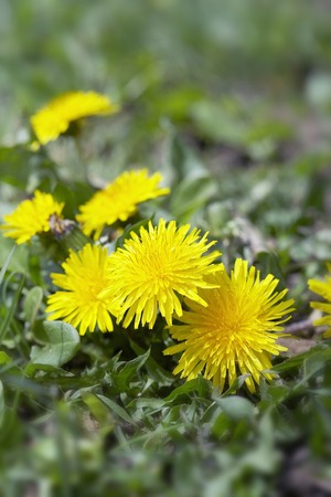 Dandelionの写真素材
