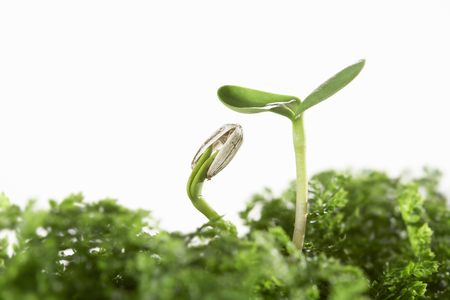 Germination of sunflowerの写真素材