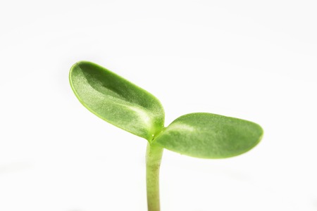 Germination of sunflower