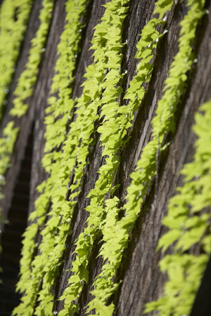 Old building spread ivyの写真素材