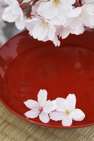 Cup with cherry blossomsの写真素材