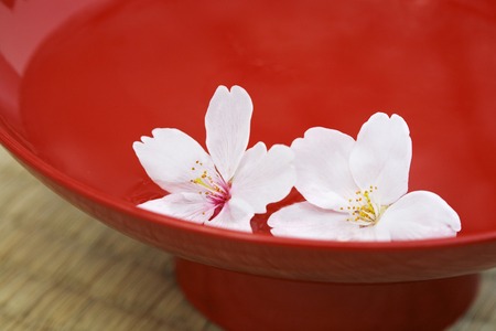 Cup with cherry blossomsの写真素材