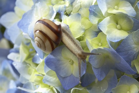 Snailの写真素材