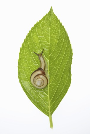 The snail on leaves of Hydrangeaの写真素材