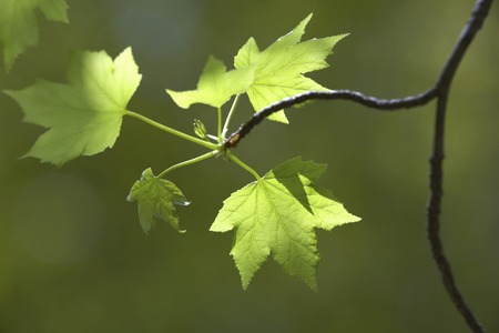 Fresh green Mapleの写真素材