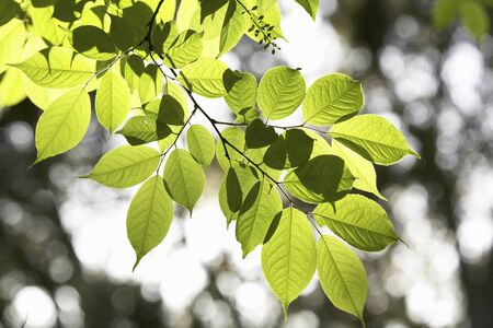 Fresh green leavesの写真素材