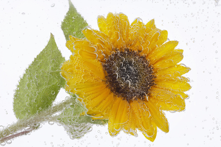 Sunflower Suichukaの写真素材