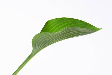 Houseplant leavesの写真素材