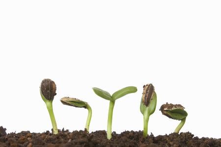 Germination of sunflowerの写真素材