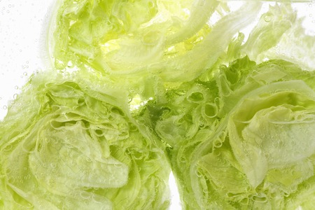 Lettuce soaked in waterの写真素材