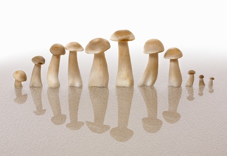 Mushroom familyの写真素材