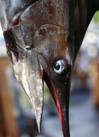 Marlin to be caughtの写真素材