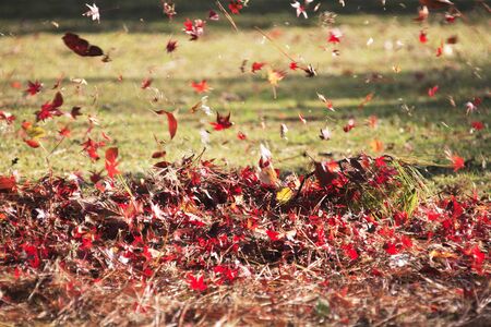 Fallen leaves dancing in the wind