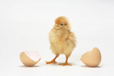 Chick