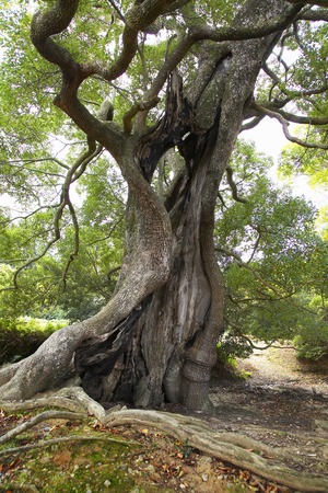 Old tree