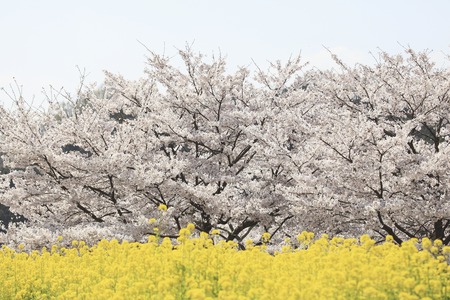 Cherry and rape blossomsの写真素材