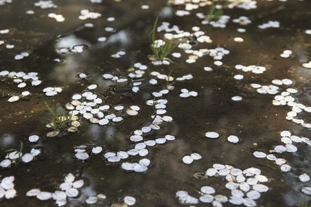 Flower petalsの写真素材