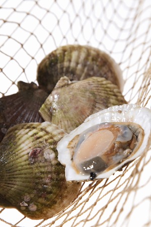 scallopの写真素材